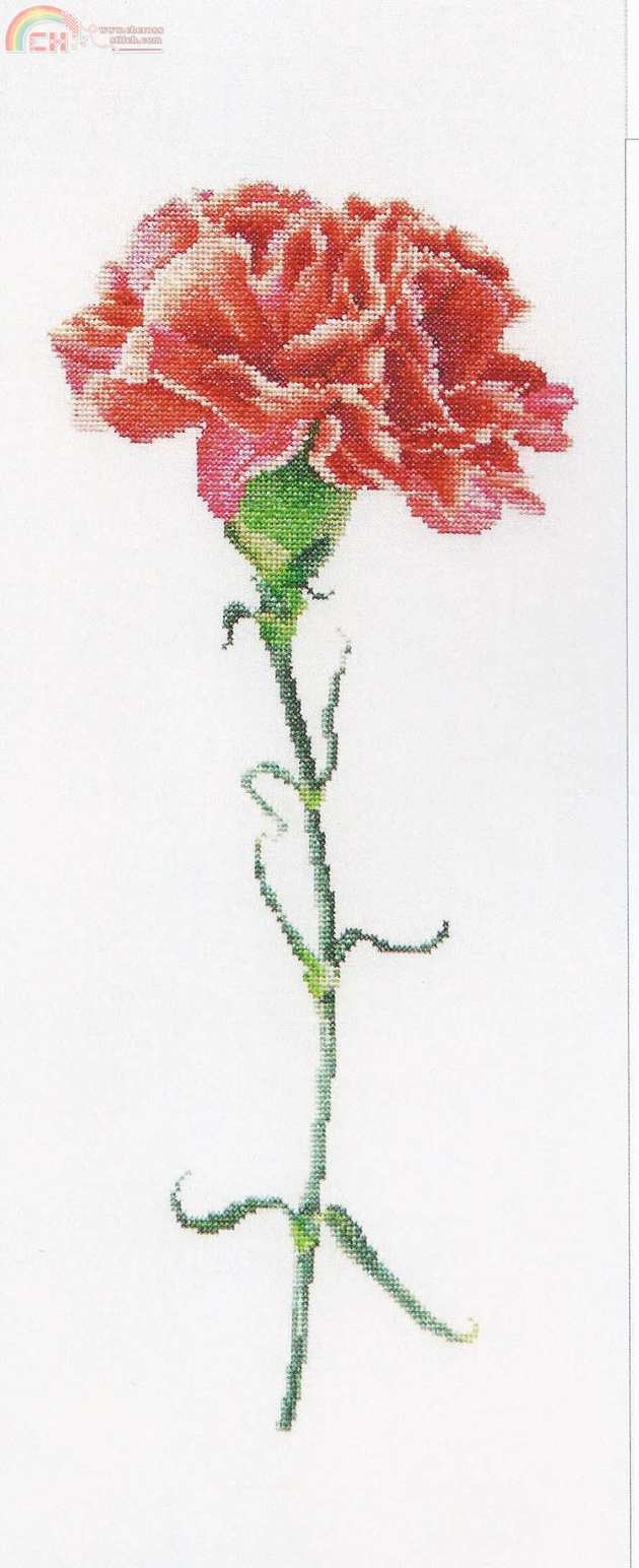 red carnation 1a.jpg