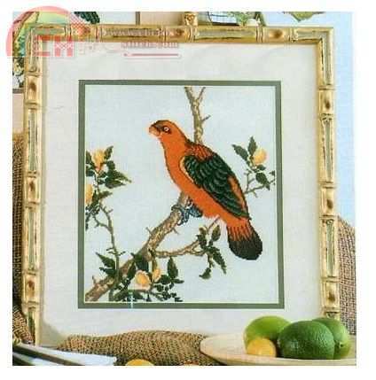 King Parrot
