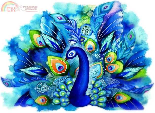 Peacock in full bloom.jpg