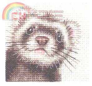FERRET.jpg