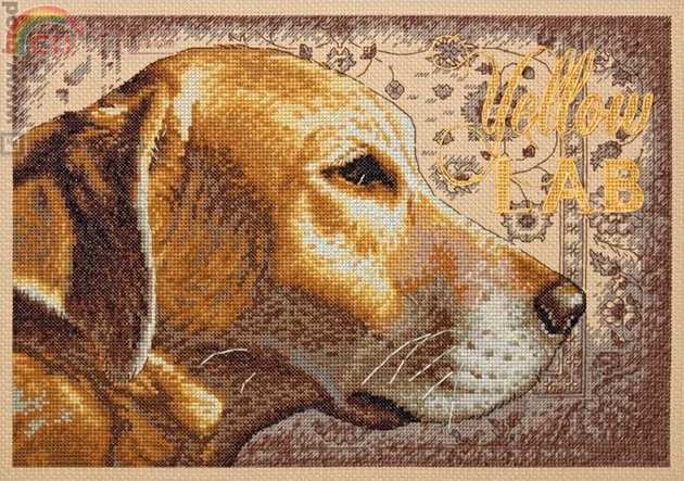 Dim35273 OK Yellow Lab.jpg