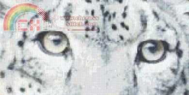 a_Eyesofasnowleppardvs.600.jpg