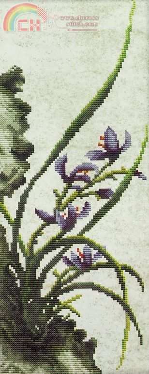 orchid.jpg