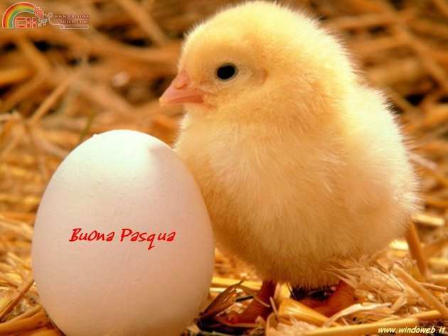 buonapasqua11.jpg