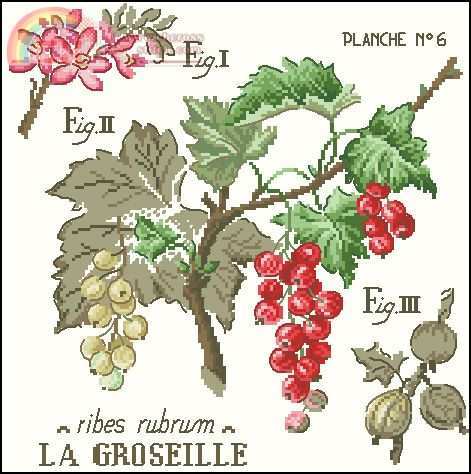 LesBParisiennes EG CRE Etude aux Groseilles.jpg