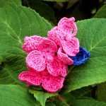 Hydrangea_p1-150x150.jpg