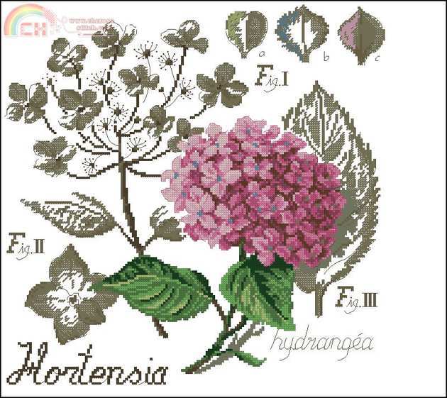 dfea etude hortensia.jpg