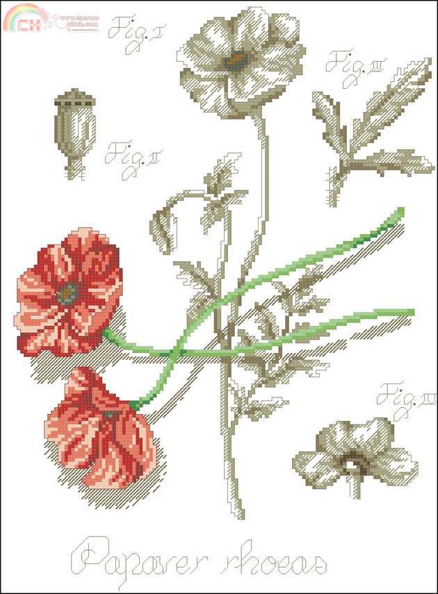 DFEA_Flower_shadow_Papaver.jpg