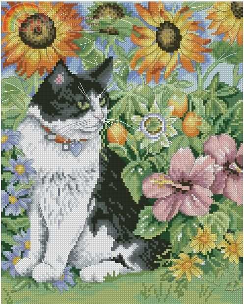 black and white cat.JPG