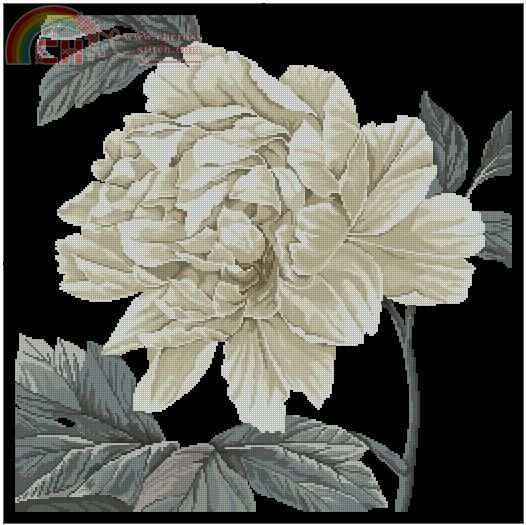 maia full bloom I.JPG