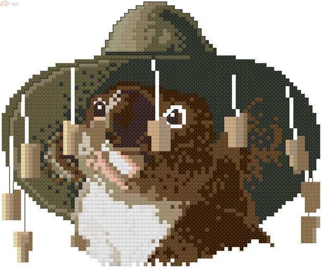 KOALA.jpg