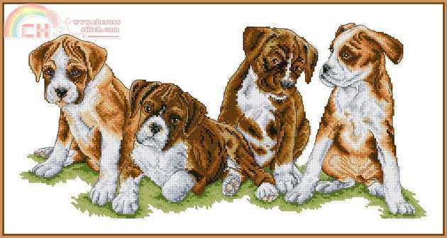CSCOLL_214_Playfull_Puppies_G.jpg