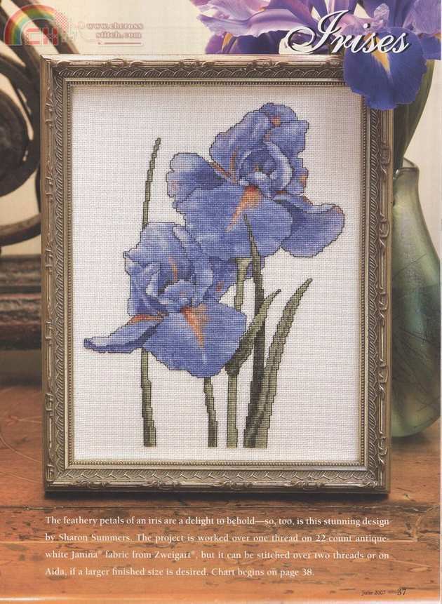 Irises - Sharon Summer.jpg