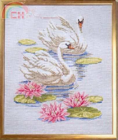 03520 Swans.jpg