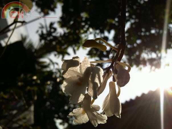 dendro mutabile