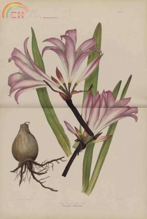 amaryllis.jpg