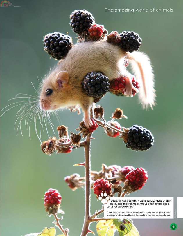 Animals (8).jpg