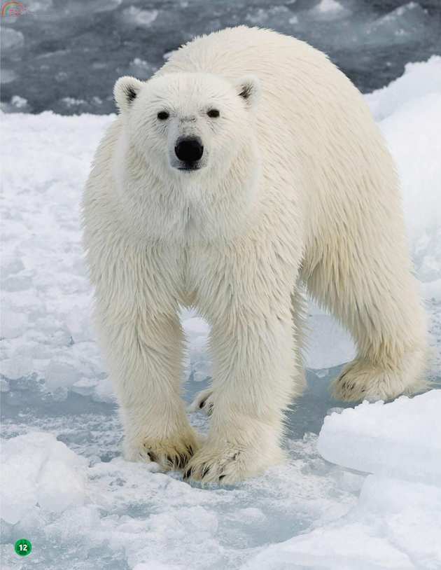 Animals (11).jpg
