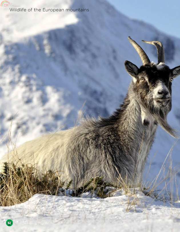 Animals (58).jpg