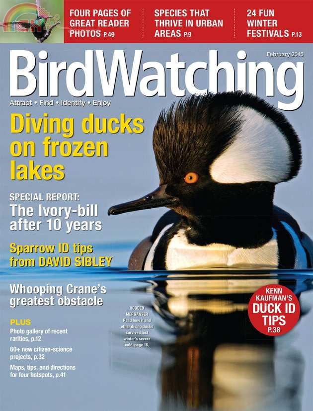 Birdwatching (1).jpg