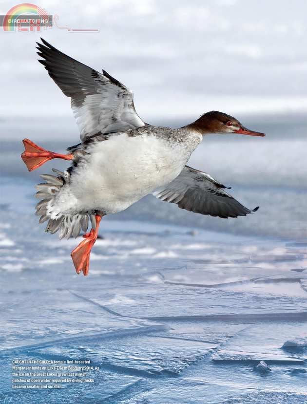 Birdwatching (12).jpg