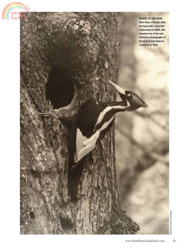 Birdwatching (19).jpg