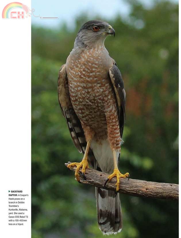 Birdwatching (46).jpg