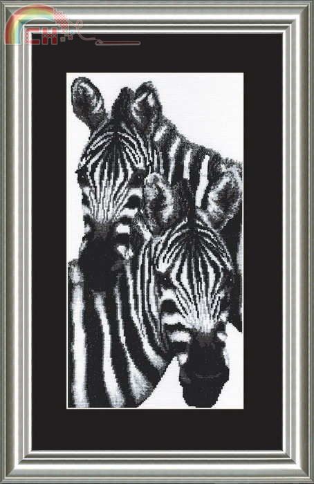 ChMit-287 OK Zebras.jpg