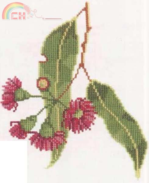 eucalyptus filicifolia.jpg