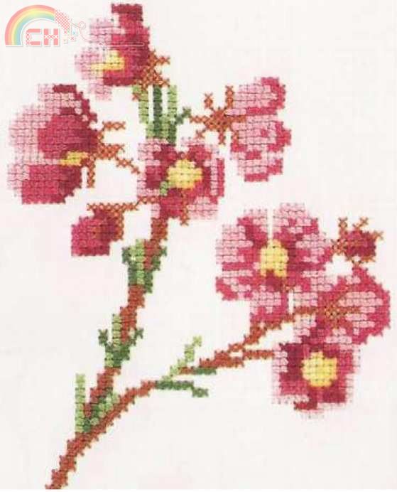bauera rubioides.jpg