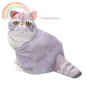 exotic-shorthair-saito_thl.jpg