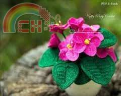 African Violet 