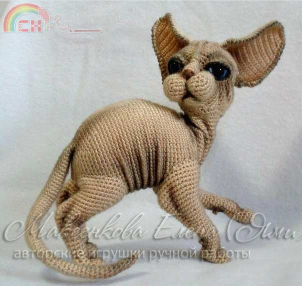sphynx cat.jpg
