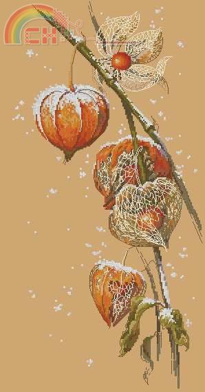 Golden hands NP-001 Cape gooseberry.jpg