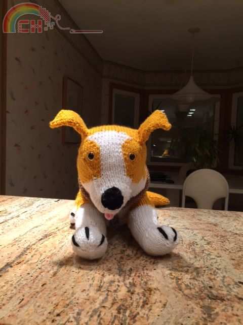 Yelow Border Collie