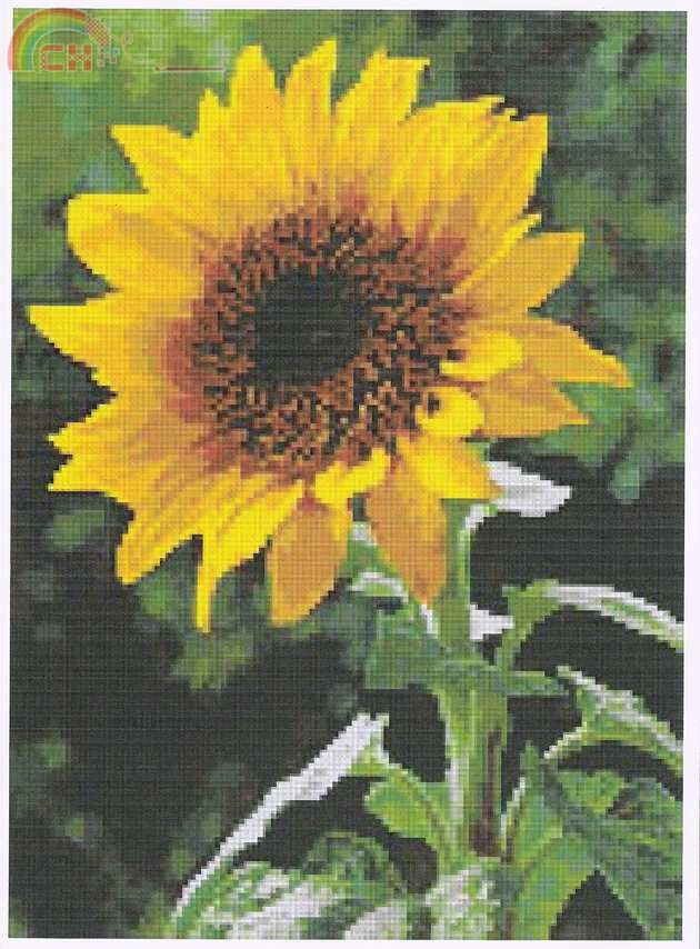 Sunflower.jpg