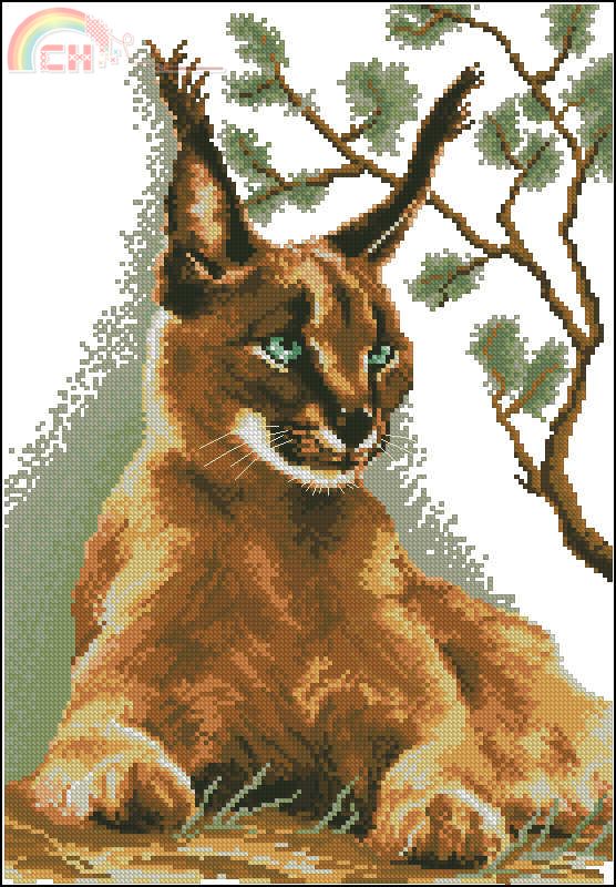 Mary Weaver 03.014.05 - Caracal.jpg