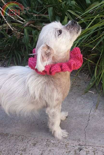Scraggles_Knit6_medium2.jpg