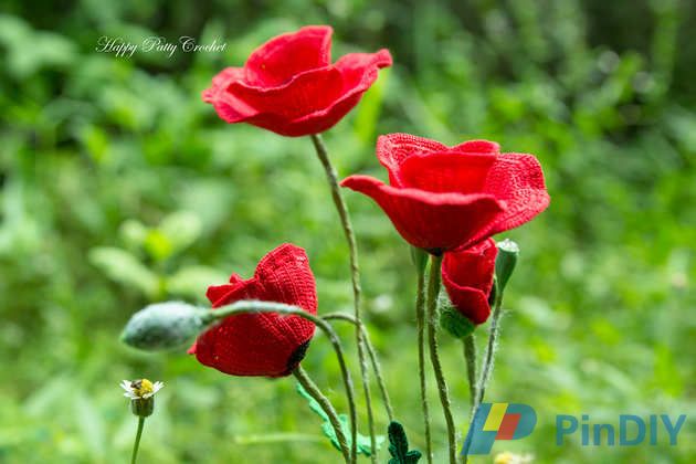 Poppy Flower
