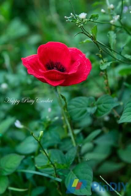 Poppy Flower