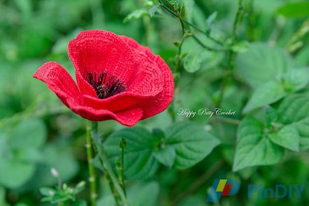 Poppy Flower