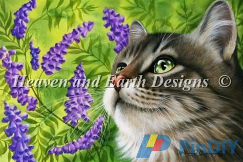 HAEIAG 2606 Purple Vetch.jpg