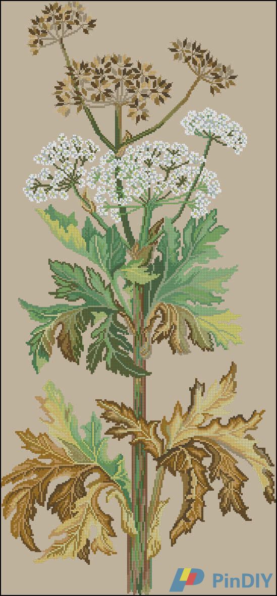 Eva Rosenstand 12-672 - Cow Parsnip.jpg