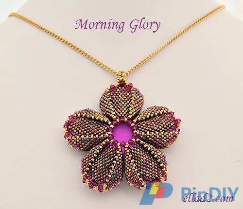 morning glory