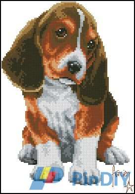 70.063 Beagle.jpg