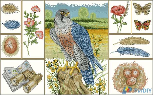 Anchor APC913 Peregrine Falcon Study.jpg