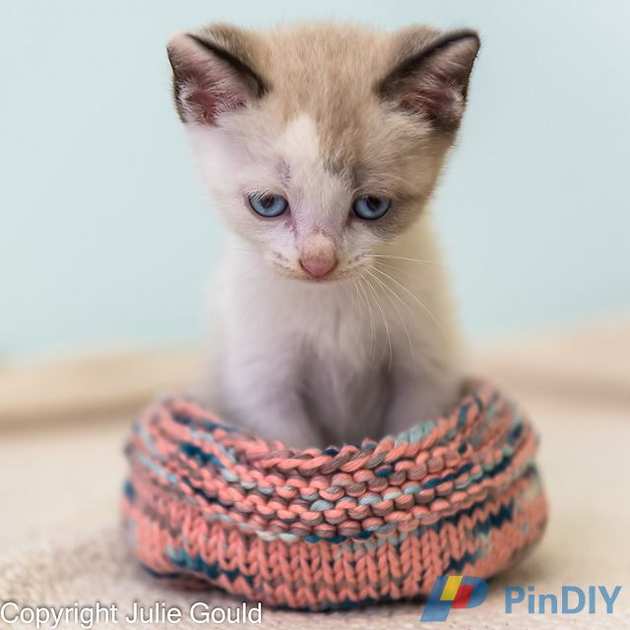 White_Knit_Kitten_jg_2__1__medium2.jpg