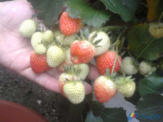 Strawberries 