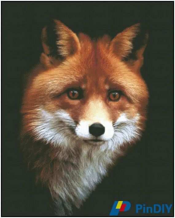 Fox.jpg