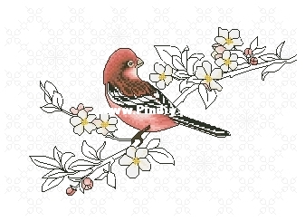 bird.jpg